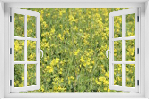 Fototapeta Naklejka Na Ścianę Okno 3D - yellow colored mustard flower farm