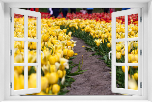 Fototapeta Naklejka Na Ścianę Okno 3D - Beautiful and colorful flowers in spring with tulips in The Netherlands