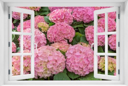 Fototapeta Naklejka Na Ścianę Okno 3D - Hydrangea macrophylla Early Pink. Flowering exquisite ornamental hortensia for the garden, park, balcony, terrasse