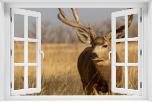 Fototapeta Naklejka Na Ścianę Okno 3D - Buck Mule Deer in the Rut in Autumn in Colorado