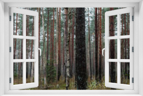 Fototapeta Naklejka Na Ścianę Okno 3D - dark and moody spruce tree forest in autumn