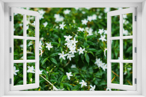 Fototapeta Naklejka Na Ścianę Okno 3D - very beautiful spring flowers in the garden