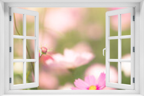 Fototapeta Naklejka Na Ścianę Okno 3D - Beautiful pink cosmos flower in the garden.