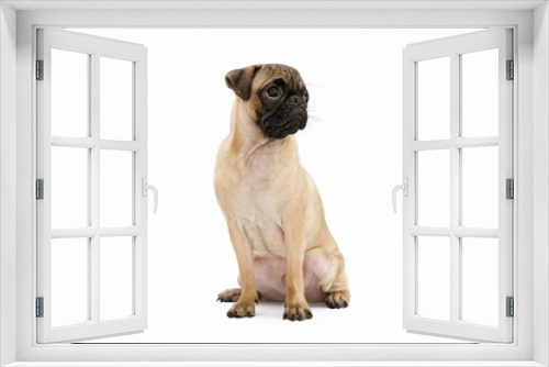 Fototapeta Naklejka Na Ścianę Okno 3D - cute and adorable pet bulldog
