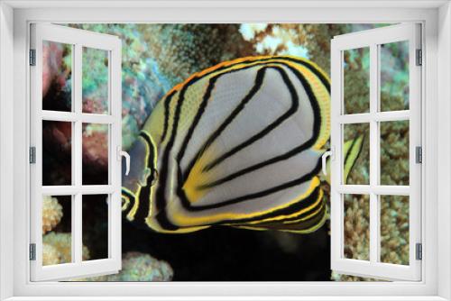 Fototapeta Naklejka Na Ścianę Okno 3D - Schwarzstreifen Falterfisch