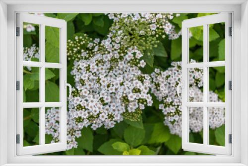 Fototapeta Naklejka Na Ścianę Okno 3D - Spiraea alpine spring flower shrub with white blossoms