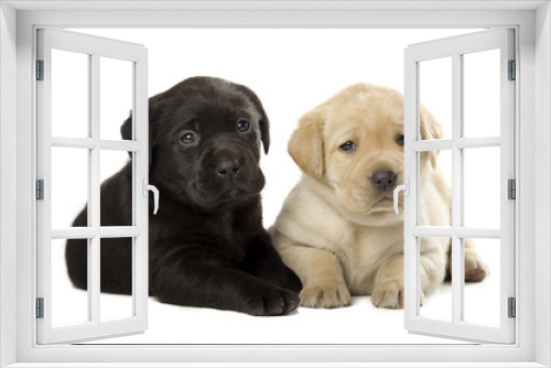 Fototapeta Naklejka Na Ścianę Okno 3D - Labrador Retriever puppies