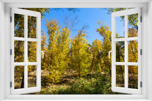 Fototapeta Naklejka Na Ścianę Okno 3D - Colorful autumn forest and blue sky