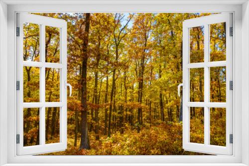 Fototapeta Naklejka Na Ścianę Okno 3D - Amazing colorful autumn forest and blue sky