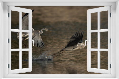 Fototapeta Naklejka Na Ścianę Okno 3D - Grey Heron chasing other to snatch the fish from the mouth, Tubli bay, Bahrain