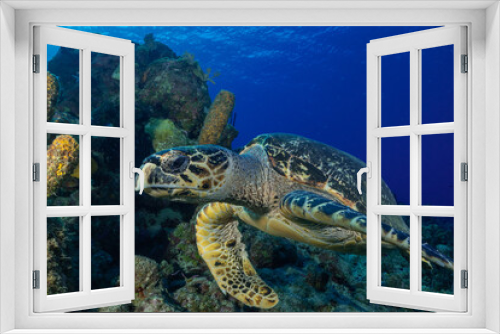 Fototapeta Naklejka Na Ścianę Okno 3D - A close up shot of a hawksbill turtle above some healthy coral on the tropical reef in Grand Cayman. This gentle creature is at home in this natural wild habitat