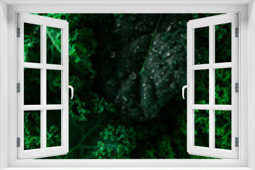 Fototapeta Naklejka Na Ścianę Okno 3D - Food background, Fresh Kale leaves, close-up, vertical , no people, toned, selective focus,