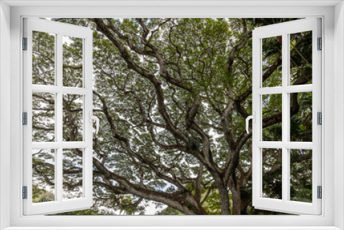 Fototapeta Naklejka Na Ścianę Okno 3D - an abstract mixture of tree branches woven together in Hawaii