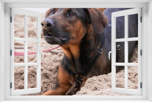 Fototapeta Naklejka Na Ścianę Okno 3D - Pies na plaży
