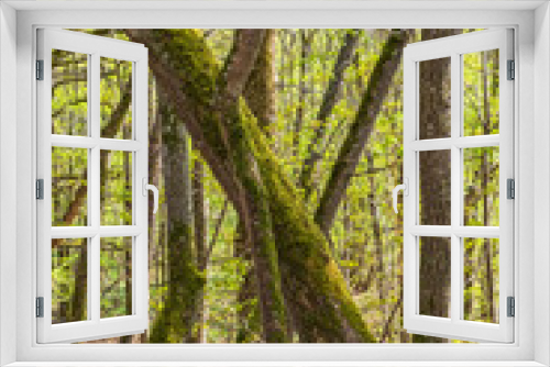 Fototapeta Naklejka Na Ścianę Okno 3D - Mossy trees in a budding woodland at spring