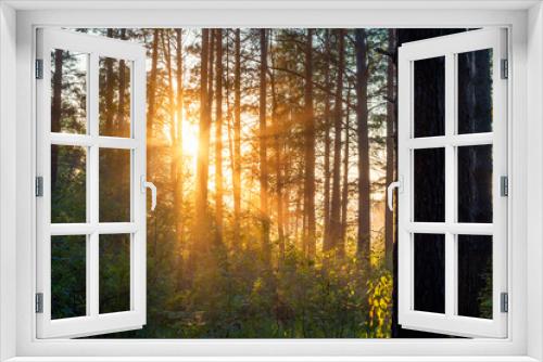 Fototapeta Naklejka Na Ścianę Okno 3D - sunset in the woods