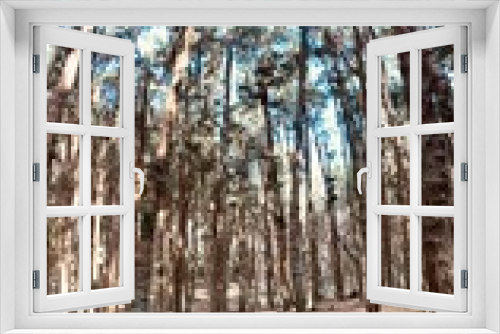 Fototapeta Naklejka Na Ścianę Okno 3D - woods in the forest