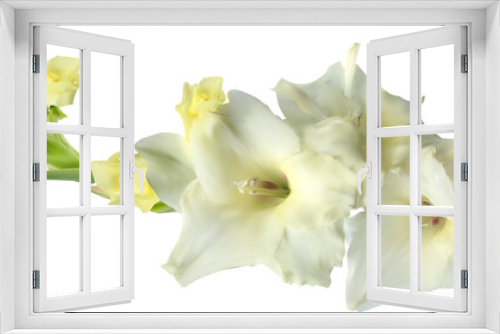 Fototapeta Naklejka Na Ścianę Okno 3D - light yellow gladiolus flower isolated on white