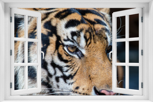 Fototapeta Naklejka Na Ścianę Okno 3D - Portrait tiger, close-up. Tiger face background