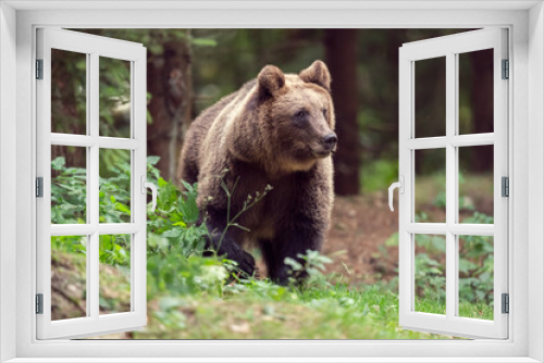 Fototapeta Naklejka Na Ścianę Okno 3D - brown bear in the woods