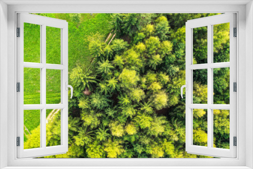 Fototapeta Naklejka Na Ścianę Okno 3D - Topdown drone shot of coniferous trees in Italy