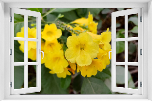 Fototapeta Naklejka Na Ścianę Okno 3D - Beautiful blossoming yellow flowers, close up view