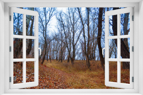 Fototapeta Naklejka Na Ścianę Okno 3D - wild natural landscape, late autumn season, a path through the glade, bare branches of trees without leaves, cloudy weather with haze, forest with silhouettes of trees