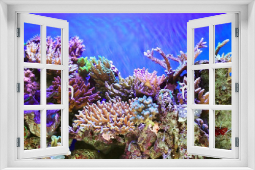 Fototapeta Naklejka Na Ścianę Okno 3D - Underwater life