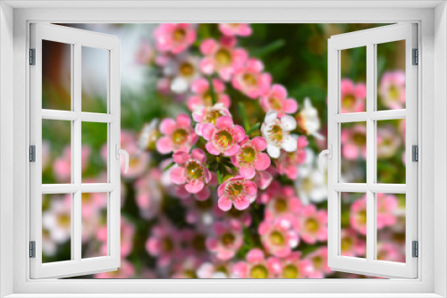 Fototapeta Naklejka Na Ścianę Okno 3D - Geraldton wax flower