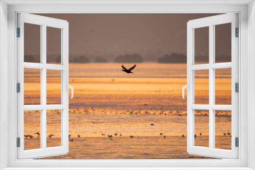 Fototapeta Naklejka Na Ścianę Okno 3D - a cormorant in flight in sunrise 