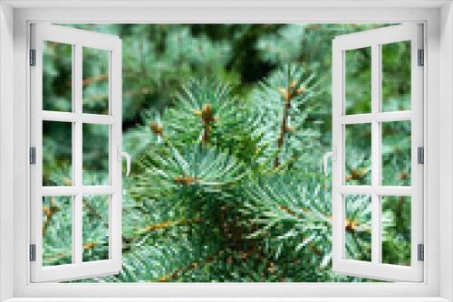 Fototapeta Naklejka Na Ścianę Okno 3D - close up of pine needles