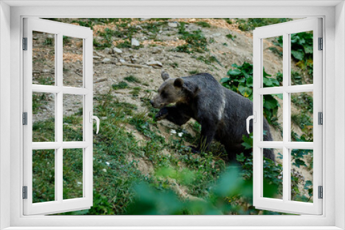 Fototapeta Naklejka Na Ścianę Okno 3D - A brown bear in the Carpathian of romania
