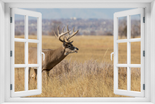 Fototapeta Naklejka Na Ścianę Okno 3D - Whitetail Deer Buck in the Rut in Colorado in Autumn