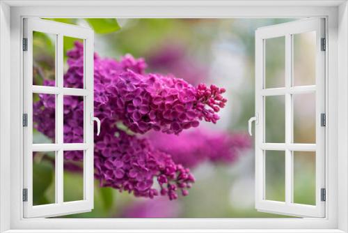 Fototapeta Naklejka Na Ścianę Okno 3D - Beautiful  flowering lilac branch.  Place for text.