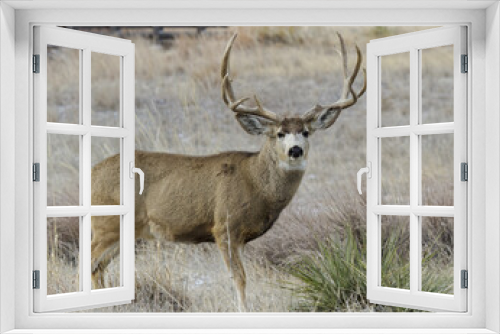 Fototapeta Naklejka Na Ścianę Okno 3D - Mule Deer Buck. Colorado Wildlife. Wild Deer on the High Plains of Colorado