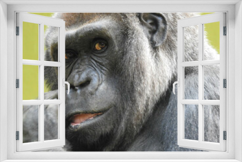 Fototapeta Naklejka Na Ścianę Okno 3D - Gorilla at the Knoxville zoo in Tennessee