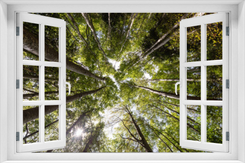 Fototapeta Naklejka Na Ścianę Okno 3D - Cime des arbres en contre-plongée avec le soleil perçant la ramure, forêt de hêtres