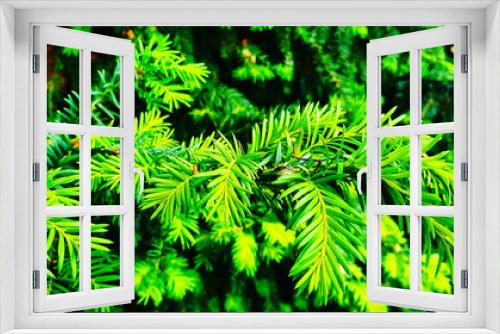 Fototapeta Naklejka Na Ścianę Okno 3D - The green fir