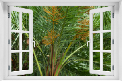 Fototapeta Naklejka Na Ścianę Okno 3D - Sydney Australia, close-up of palm tree fronds and seed pods