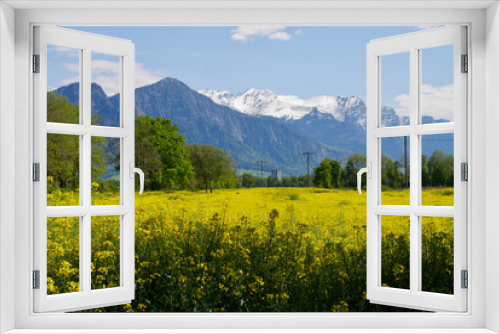 Fototapeta Naklejka Na Ścianę Okno 3D - Rapeseed field with snow-capped mountains and Landquart in the background. Graubuenden, Grisons, Switzerland.
