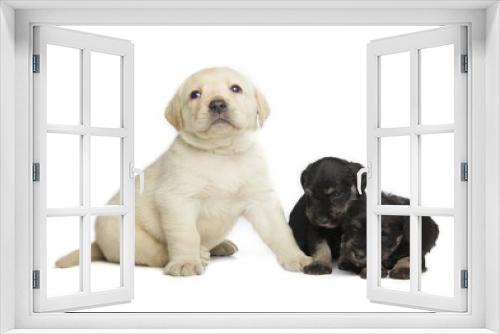 Fototapeta Naklejka Na Ścianę Okno 3D - Labrador Retriever and Miniature Schnauzer black puppies