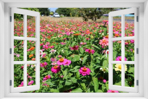 Fototapeta Naklejka Na Ścianę Okno 3D - tulips in the garden