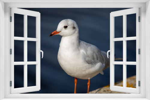 Fototapeta Naklejka Na Ścianę Okno 3D - Seagull standing on the shore, with water in the background