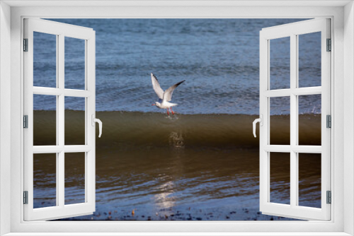 Fototapeta Naklejka Na Ścianę Okno 3D - Seagull flying over a breaking wave