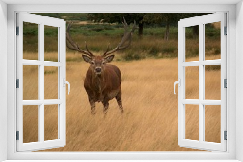 Fototapeta Naklejka Na Ścianę Okno 3D - deer