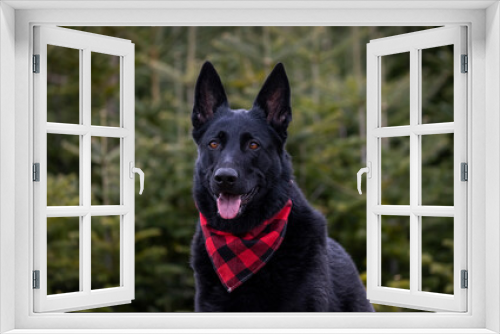 Fototapeta Naklejka Na Ścianę Okno 3D - Black German Shepherd. 