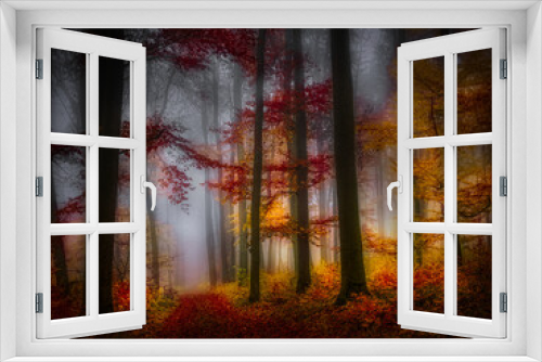 Fototapeta Naklejka Na Ścianę Okno 3D - Mysterious foggy forest, forest road, beech trees, colorful foliage, leafs,fog,tree trunks, gloomy autumn landscape. Eastern Europe.  .