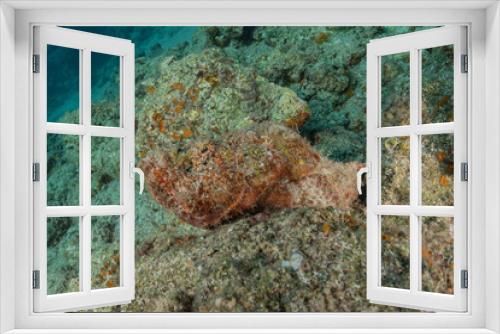 Fototapeta Naklejka Na Ścianę Okno 3D - Fish swim in the Red Sea, colorful fish, Eilat Israel
