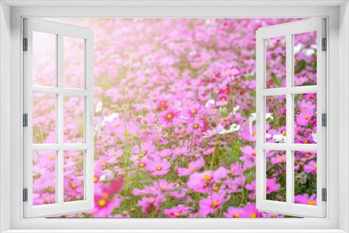 Fototapeta Naklejka Na Ścianę Okno 3D - morning background blur,nature photos of cosmos flowers in the garden