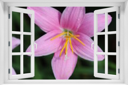 Fototapeta Naklejka Na Ścianę Okno 3D - Mexican flower Zephyranthes carinata Herb flower.ハーブのサフランに似たゼフィランサス・カリナタの可憐な花のマクロ接写写真。